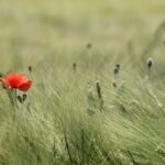 red poppy in grass