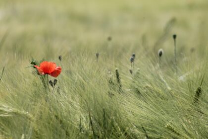 red poppy in grass